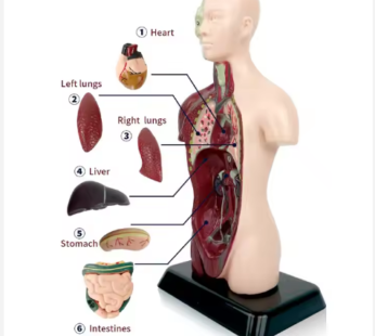 Model anatomik i trupit të njeriut MAO, me organe të lëvizshme