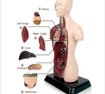 Model anatomik i trupit të njeriut, me organe të lëvizshme