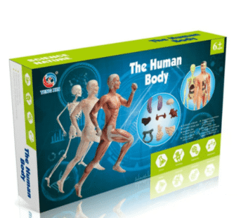 Set Edukativ “Trupi Njeriut”