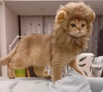 Kapelë luani për kafshë